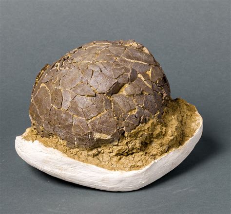 buy dinosaur egg fossil|petrified dinosaur eggs for sale.